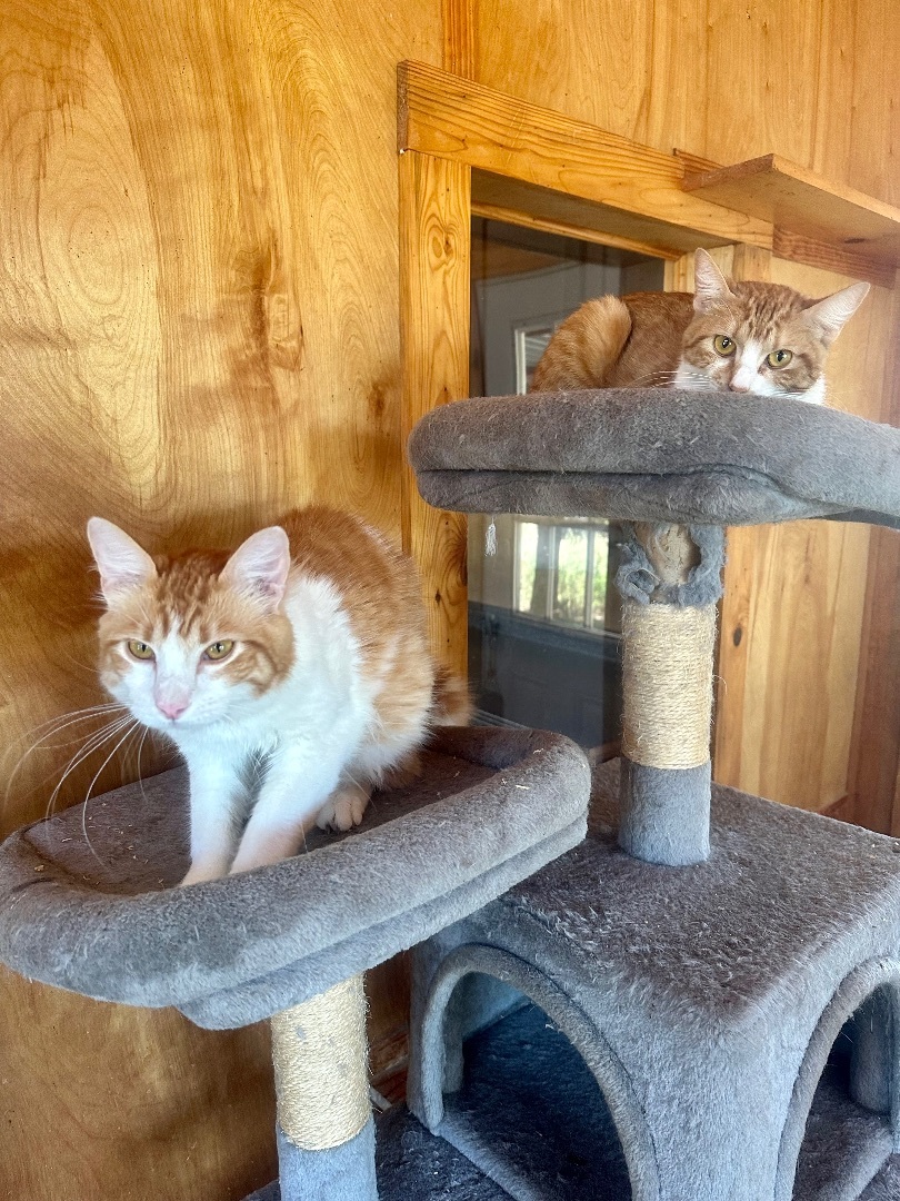 Enlarge Jill , a Adoptable Domestic Short Hair in Seguin, TX image 2/9