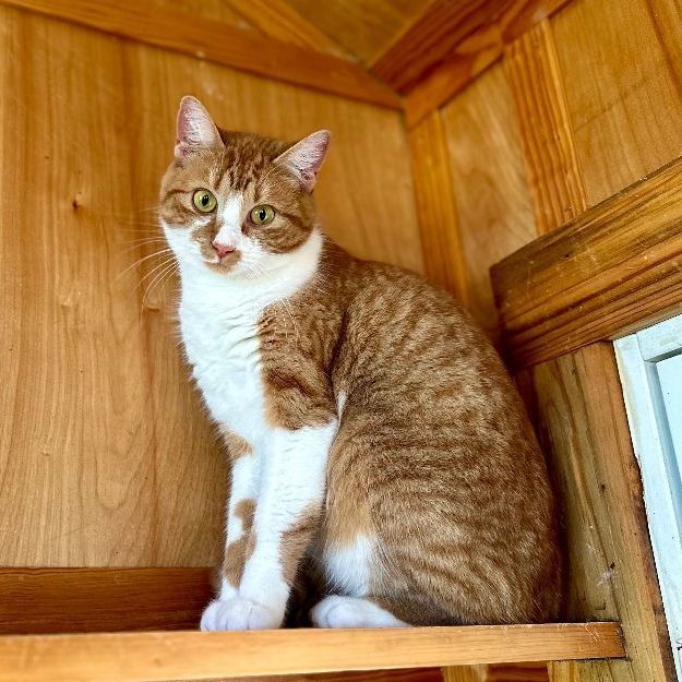 Enlarge Jill , a Adoptable Domestic Short Hair in Seguin, TX image 3/9