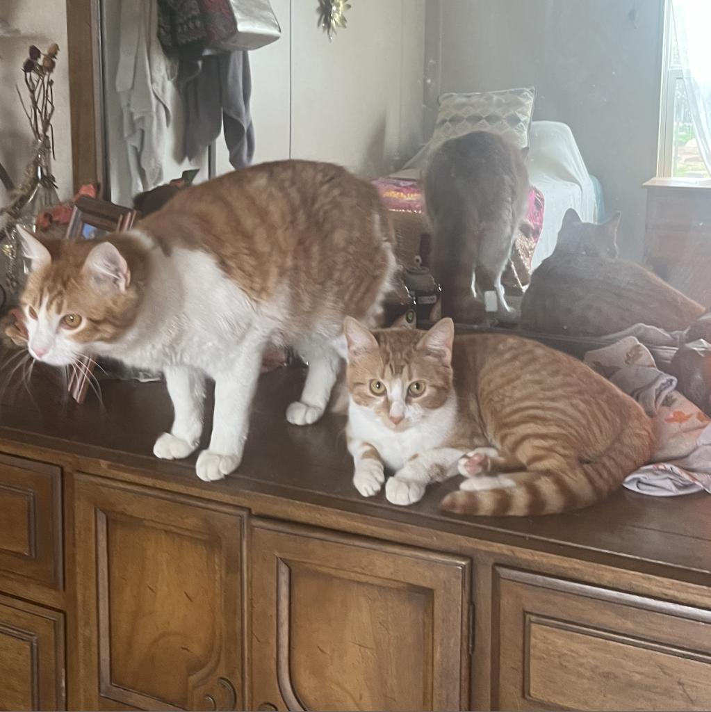 Enlarge Jill , a Adoptable Domestic Short Hair in Seguin, TX image 4/9