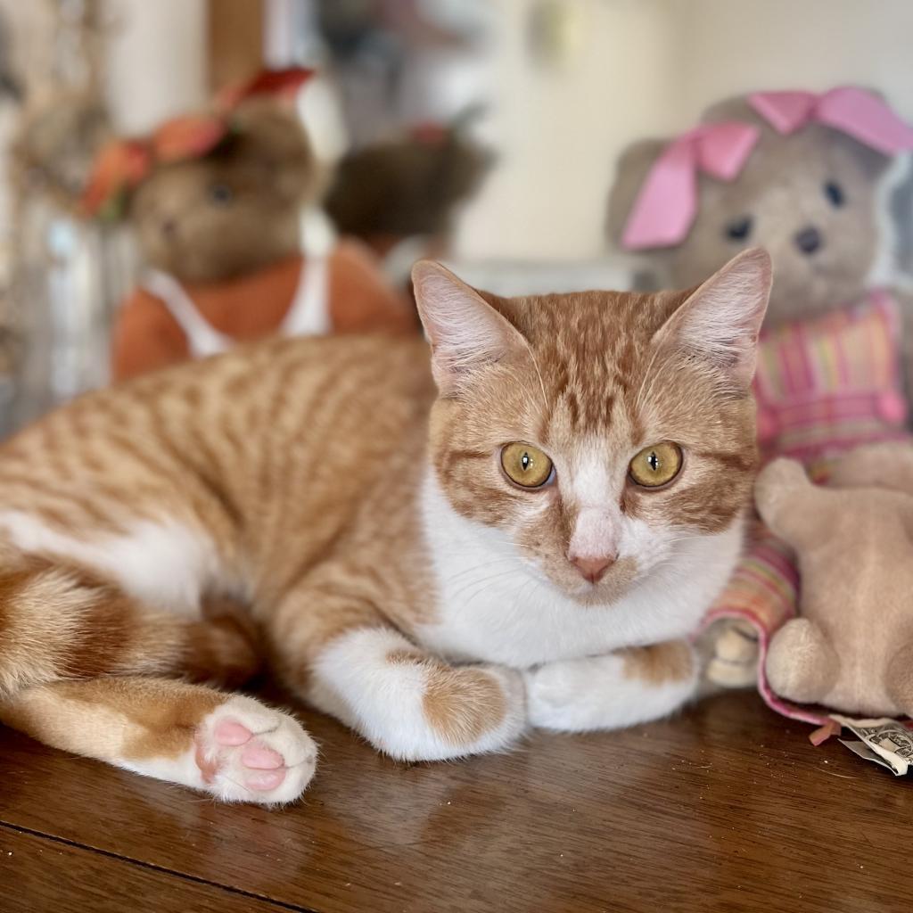 Enlarge Jill , a Adoptable Domestic Short Hair in Seguin, TX image 5/9