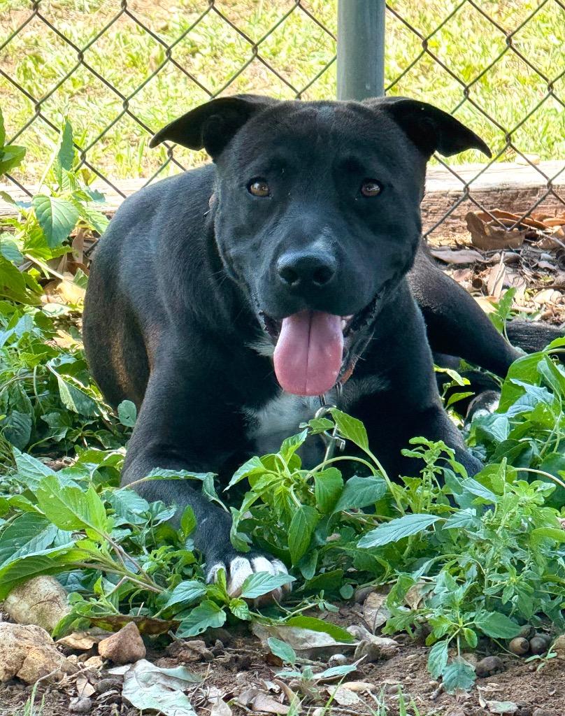 Enlarge Cyrus, a Adoptable Labrador Retriever in Luling, TX image 1/3