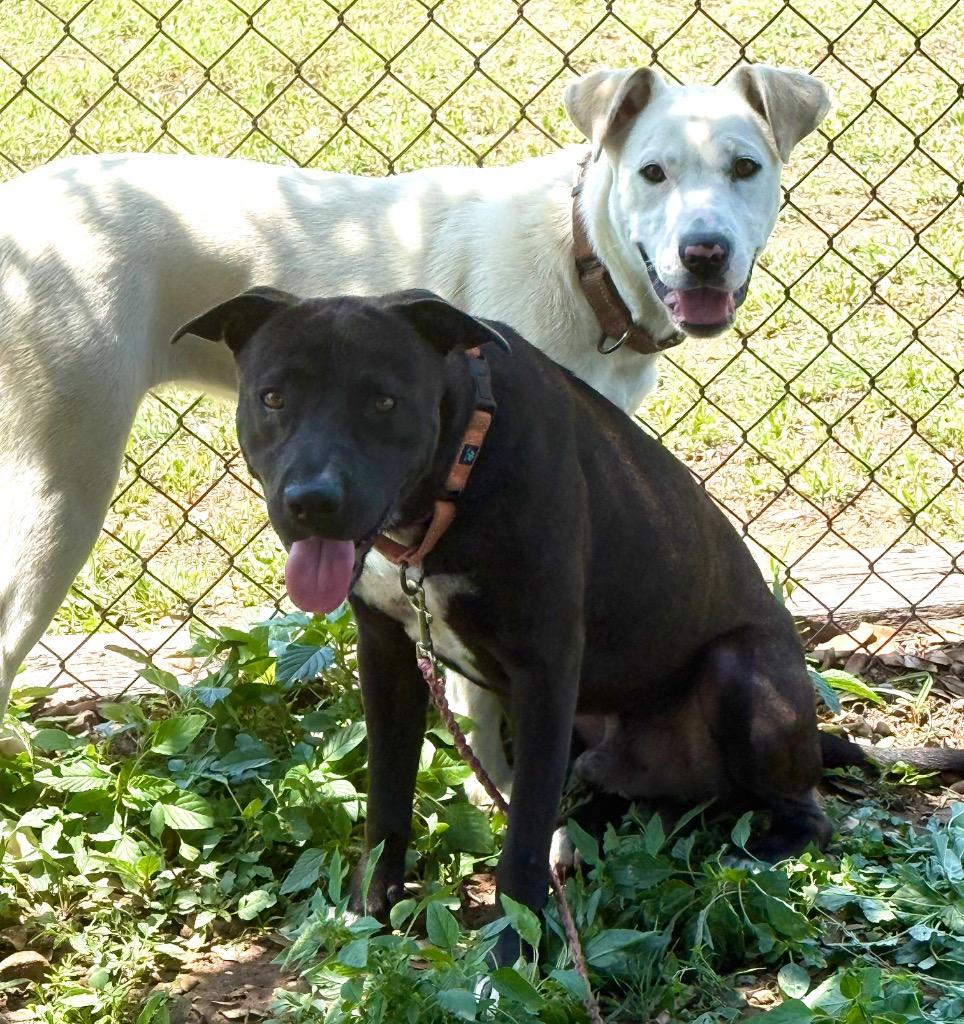 Enlarge Cyrus, a Adoptable Labrador Retriever in Luling, TX image 1/3
