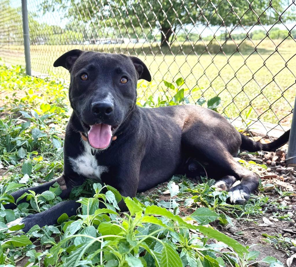 Enlarge Cyrus, a Adoptable mixed breed in Luling, TX image 1/3