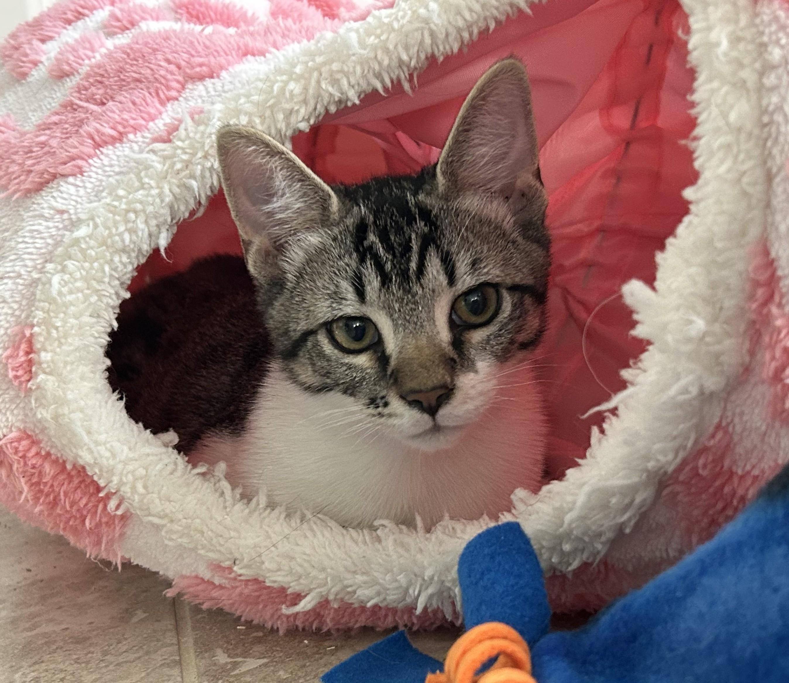 Enlarge Fergus, a ADOPTABLE mixed breed in Sanford, NC image 2/3