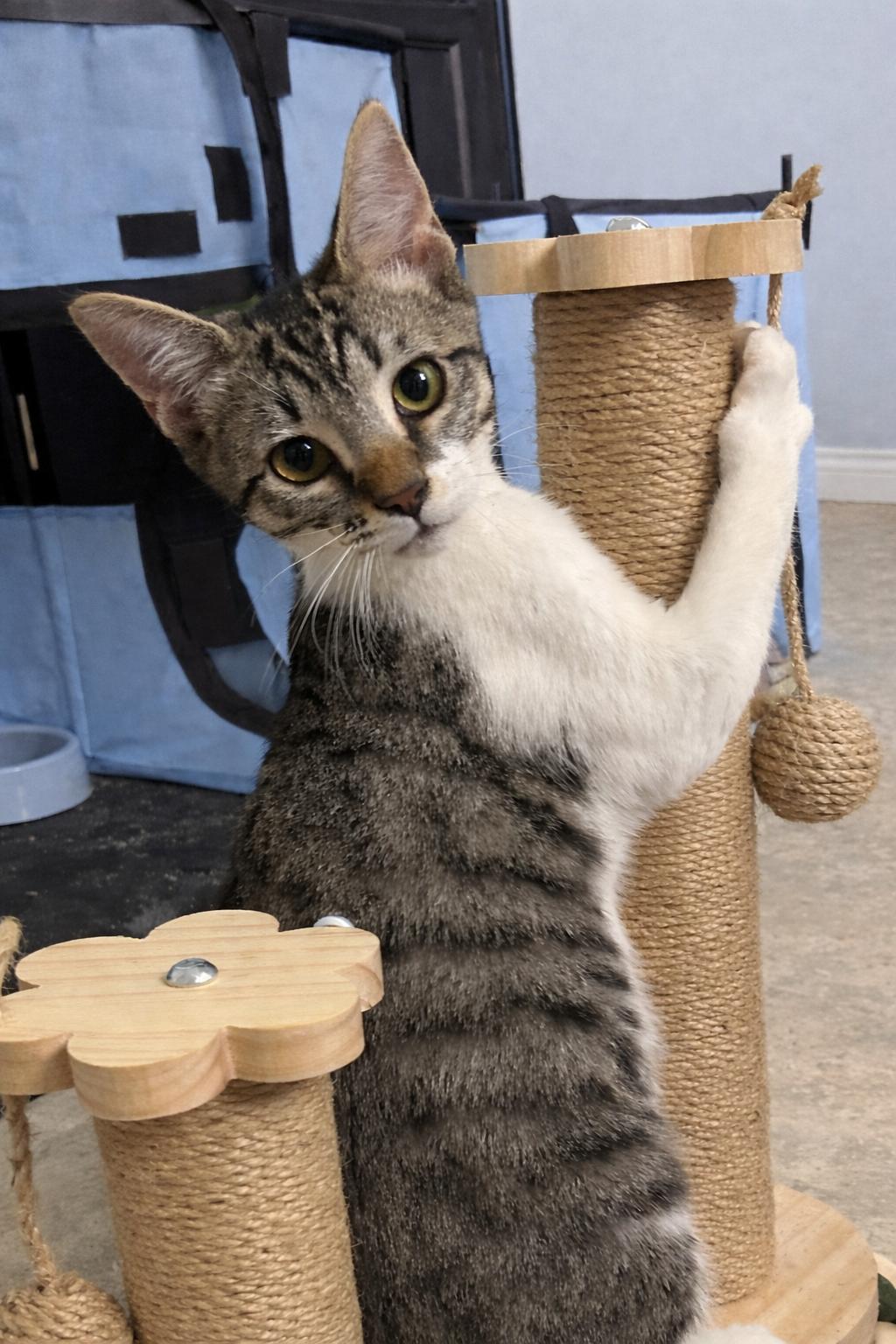 Fergus, ADOPTABLE, Kitten Male Tabby.