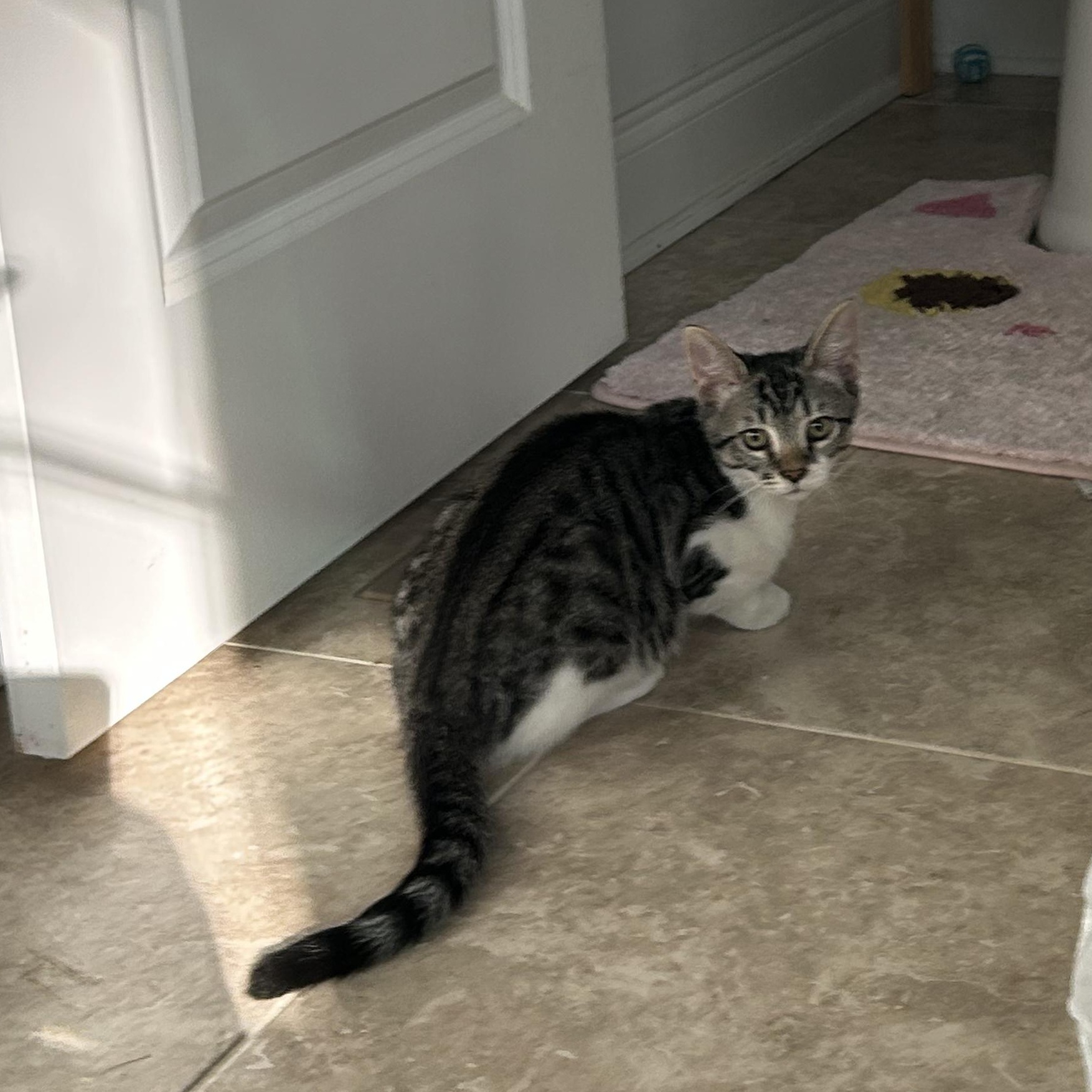 Enlarge Fergus, a ADOPTABLE mixed breed in Sanford, NC image 3/3