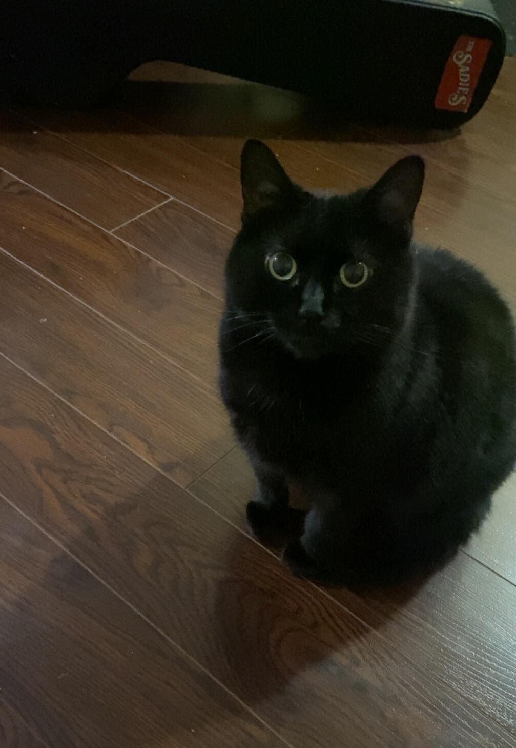 Vishi, a ADOPTABLE Domestic Short Hair in Mississauga, ON image 2/2