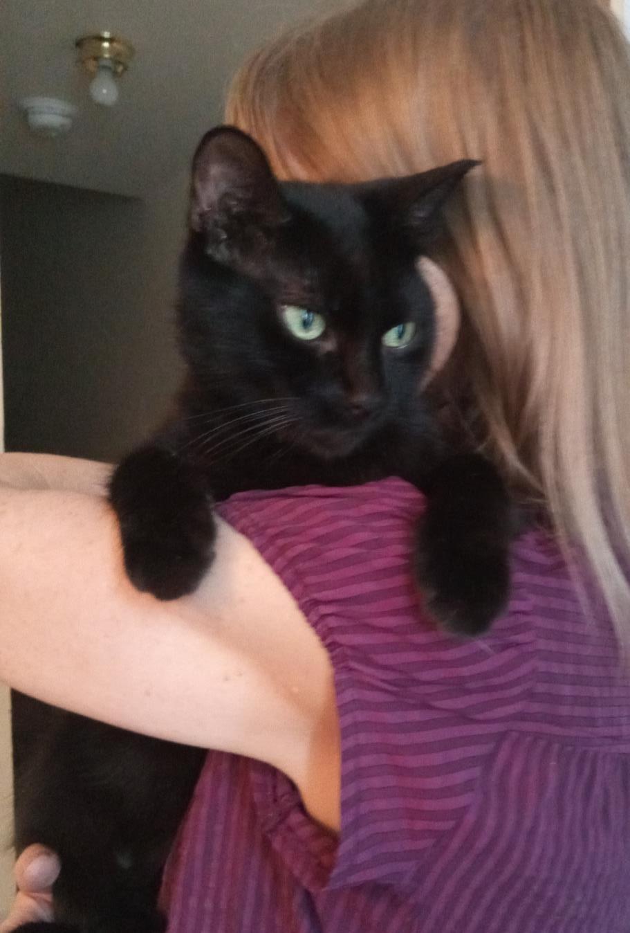 Vishi, ADOPTABLE, Adult Female Domestic Short Hair.