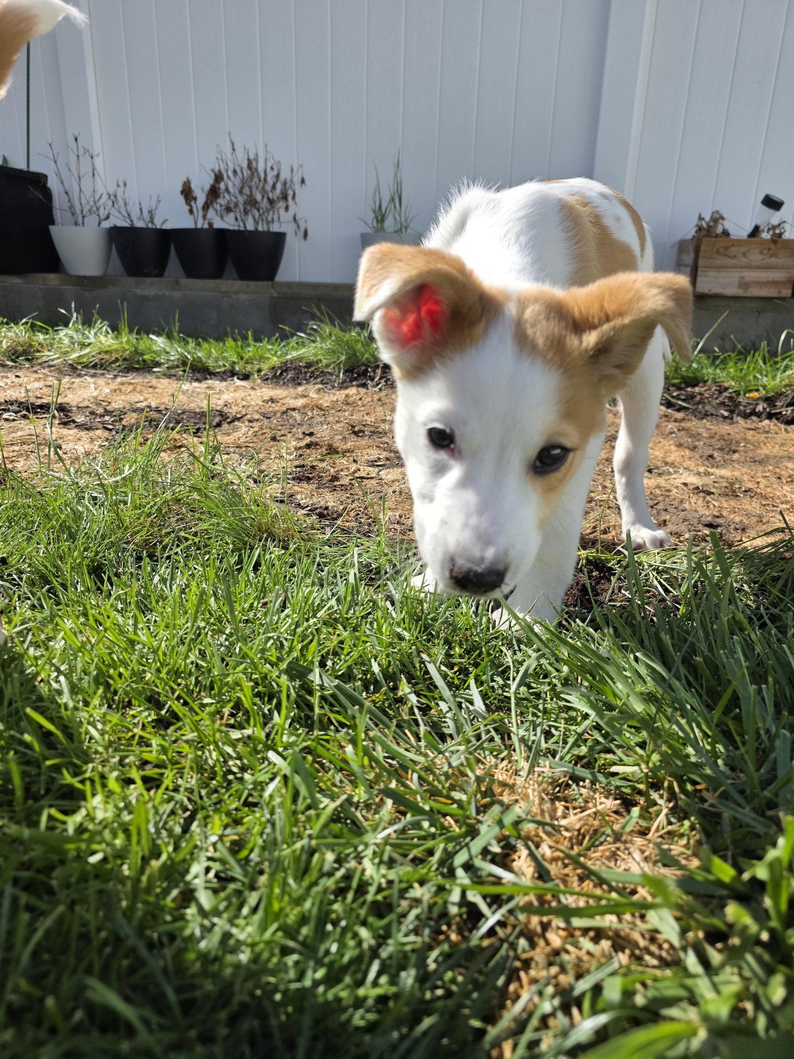 Buttah, Adopted, Puppy Male Collie & Australian Cattle Dog / Blue Heeler.