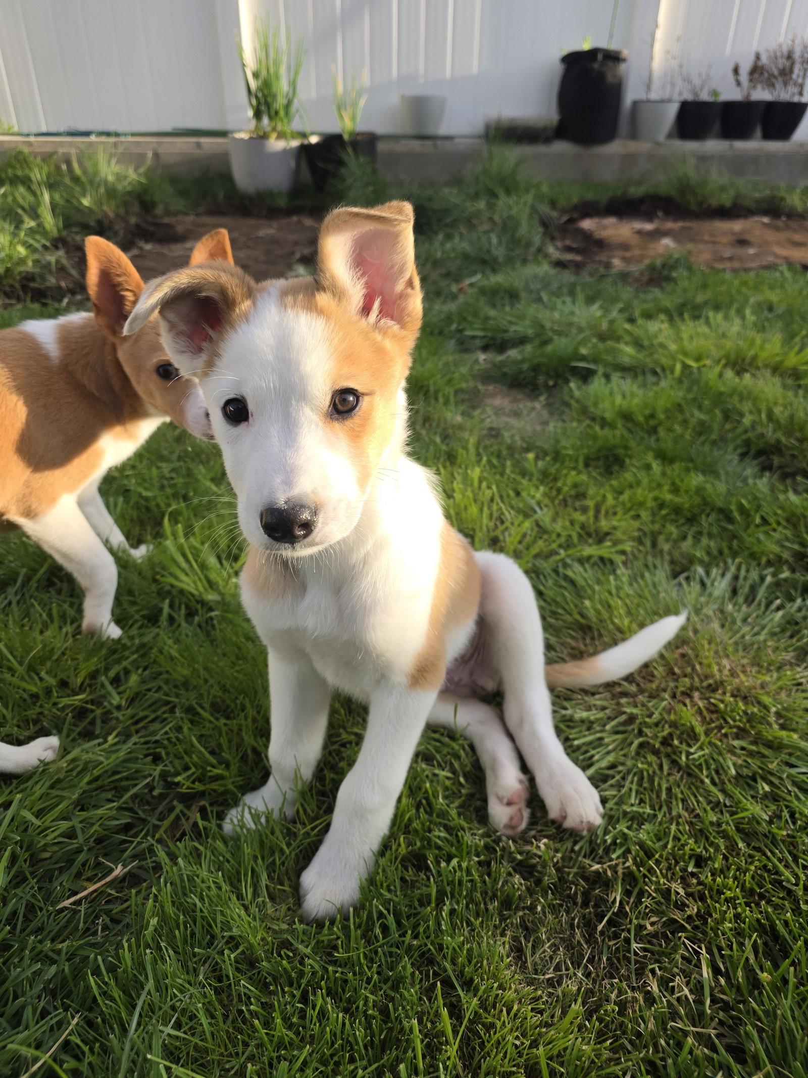 Buttah, a Adopted mixed breed in Salt Lake City, UT image 2/3