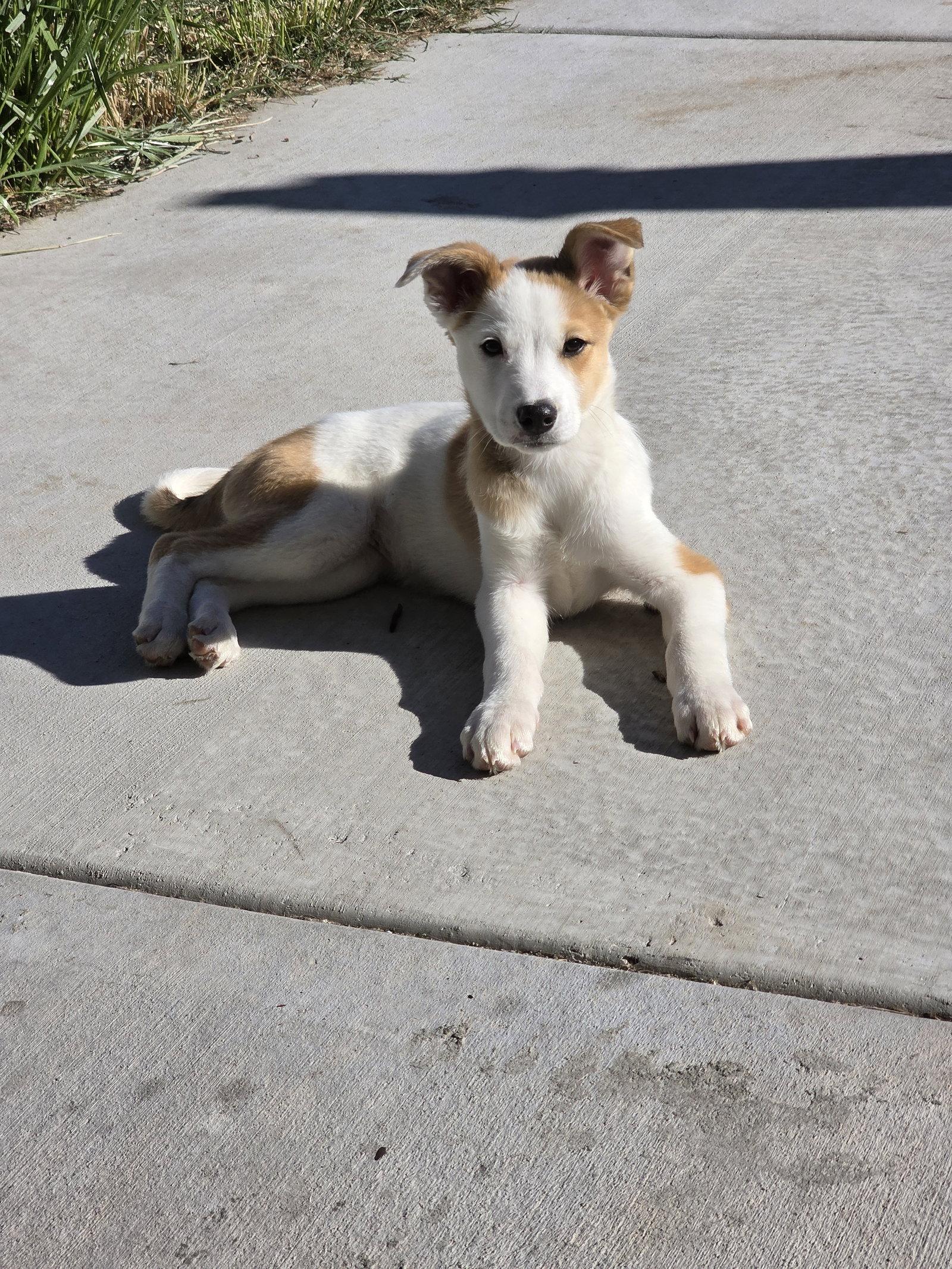 Buttah, a Adopted mixed breed in Salt Lake City, UT image 3/3