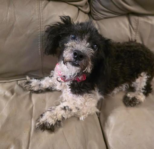Enlarge Stella, a Adopted mixed breed in Milwaukee, WI image 4/6