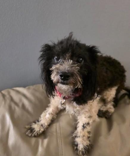 Stella, Adopted, Puppy Female Poodle (Toy) & Miniature Poodle.
