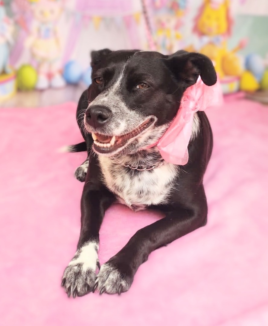 Gigi , Adoptable, Adult Female Staffordshire Bull Terrier & Mixed Breed.