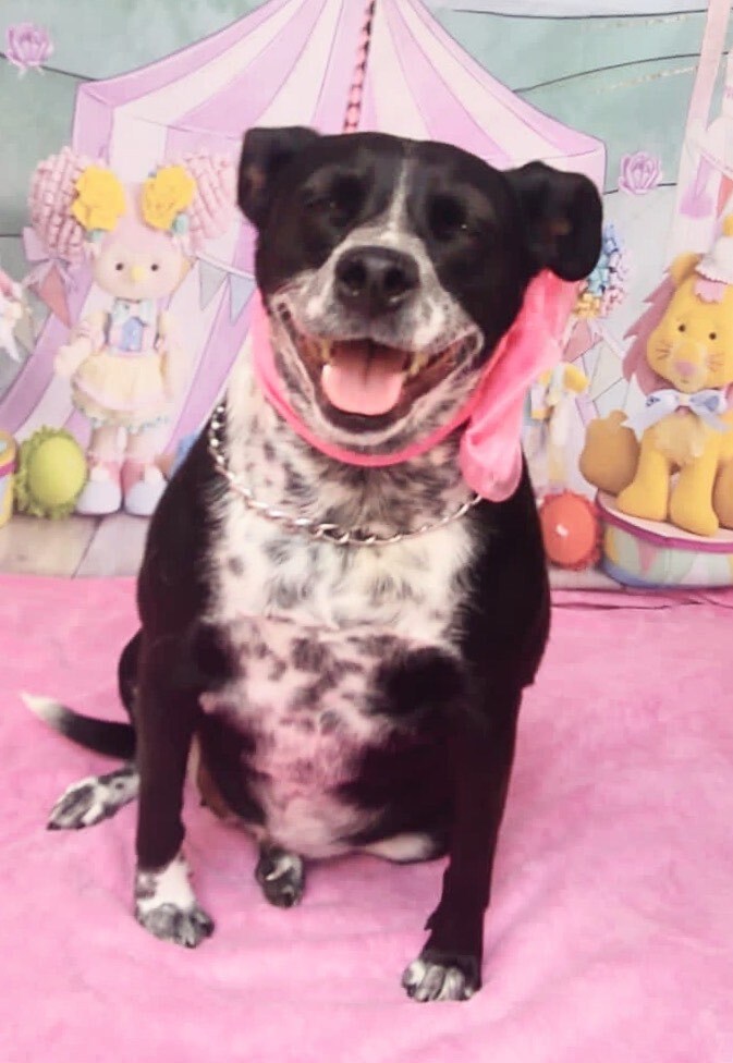 Enlarge Gigi , a Adoptable mixed breed in Brooklyn, CT image 2/7