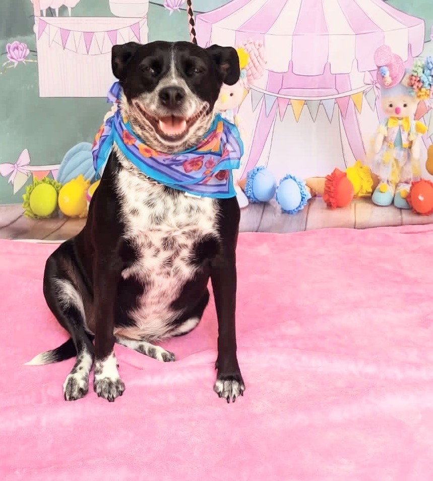 Enlarge Gigi , a Adoptable mixed breed in Brooklyn, CT image 3/7