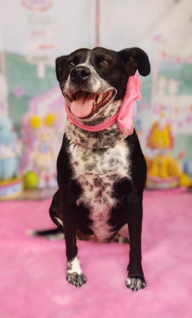 Enlarge Gigi , a Adoptable mixed breed in Brooklyn, CT image 6/7
