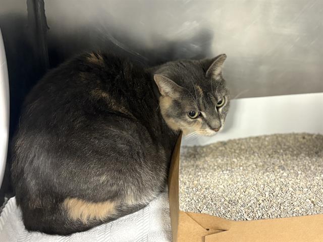 RENO, Adoptable, Adult Female Domestic Short Hair.