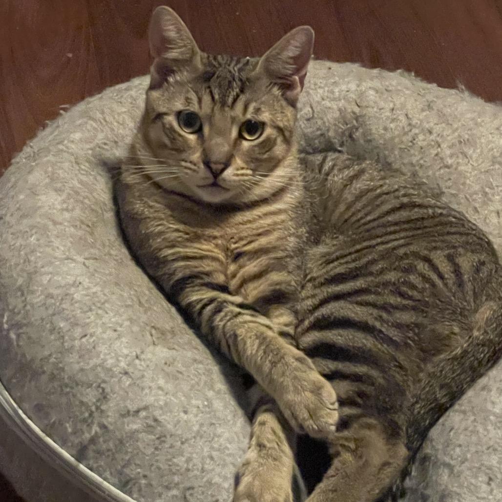 Enlarge Manu, a Adoptable Domestic Short Hair in Pahoa, HI image 1/6