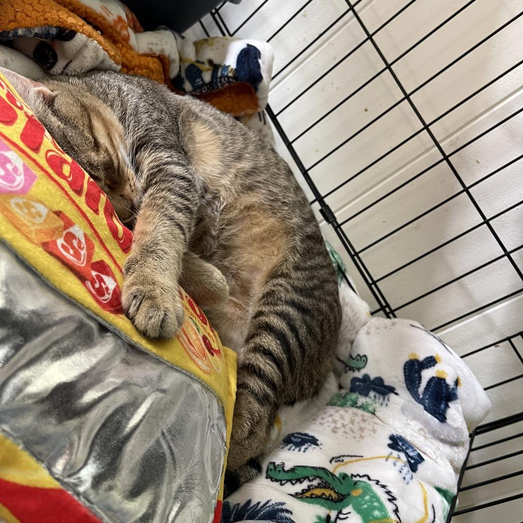 Enlarge Manu, a Adoptable Domestic Short Hair in Pahoa, HI image 2/6