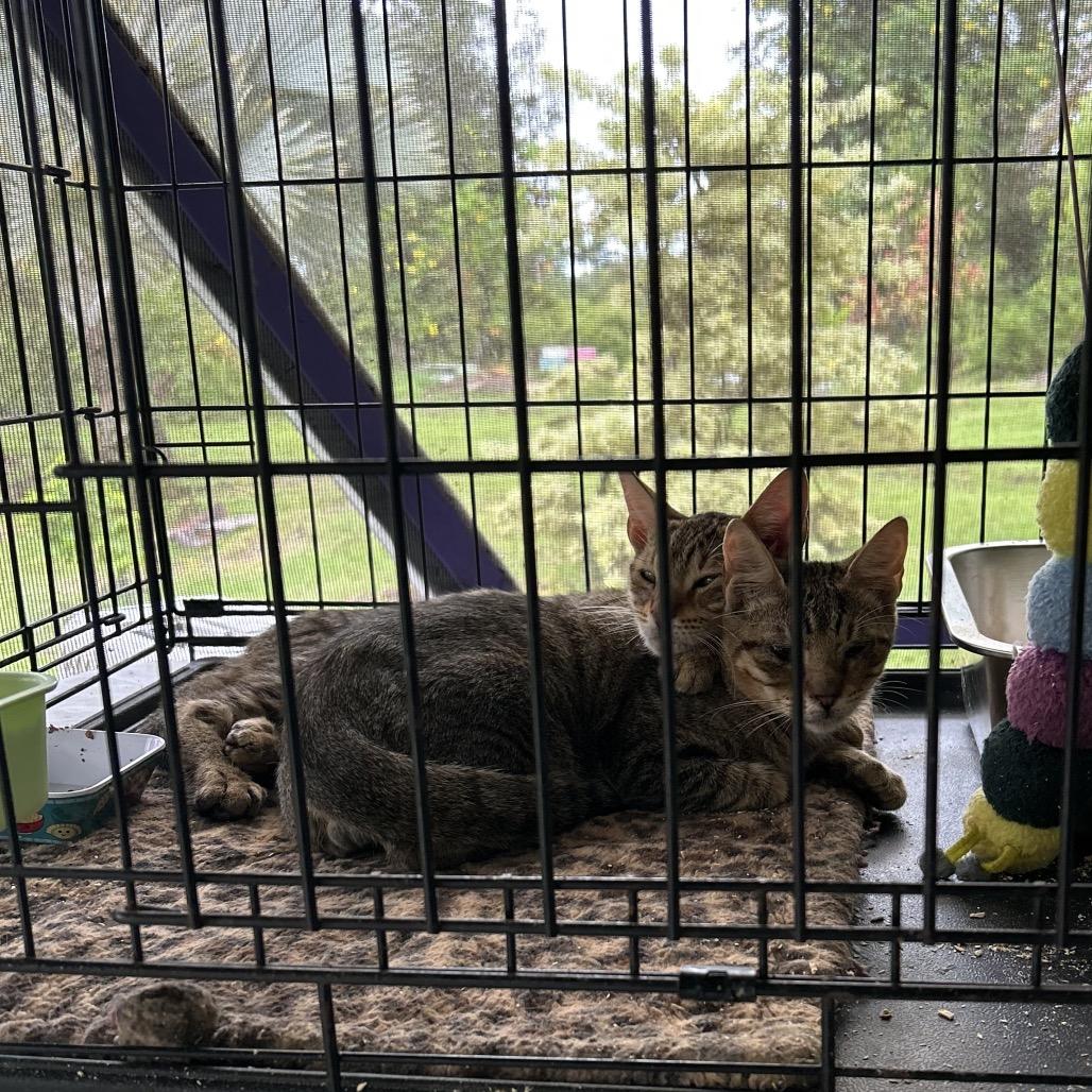 Manu, a Adoptable Domestic Short Hair in Pahoa, HI image 1/6