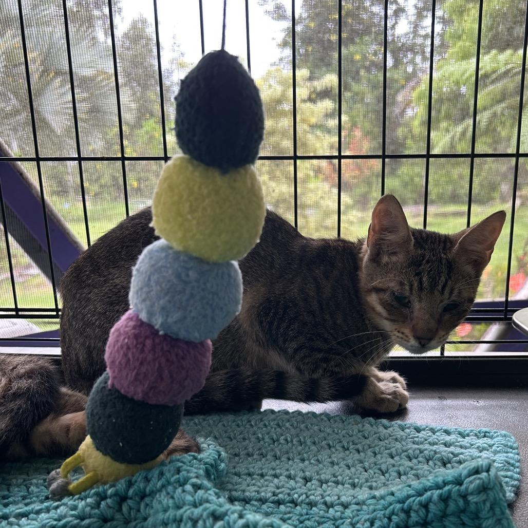 Manu, a Adoptable Domestic Short Hair in Pahoa, HI image 2/6