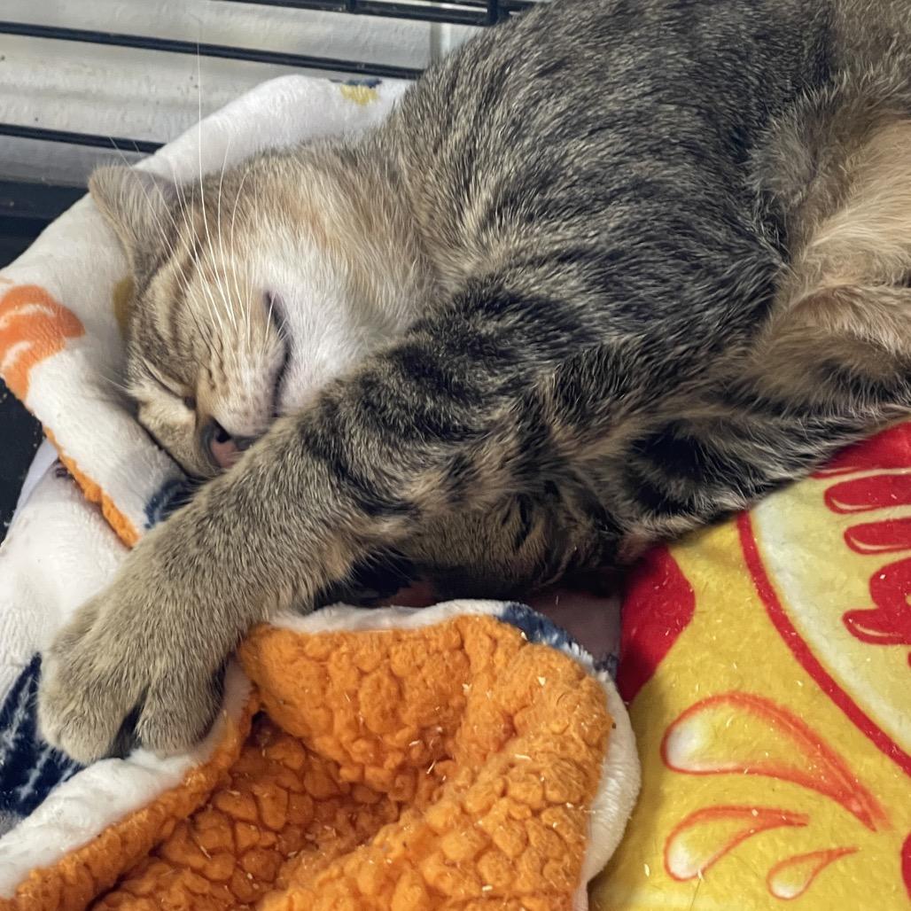 Manu, a Adoptable Domestic Short Hair in Pahoa, HI image 3/6