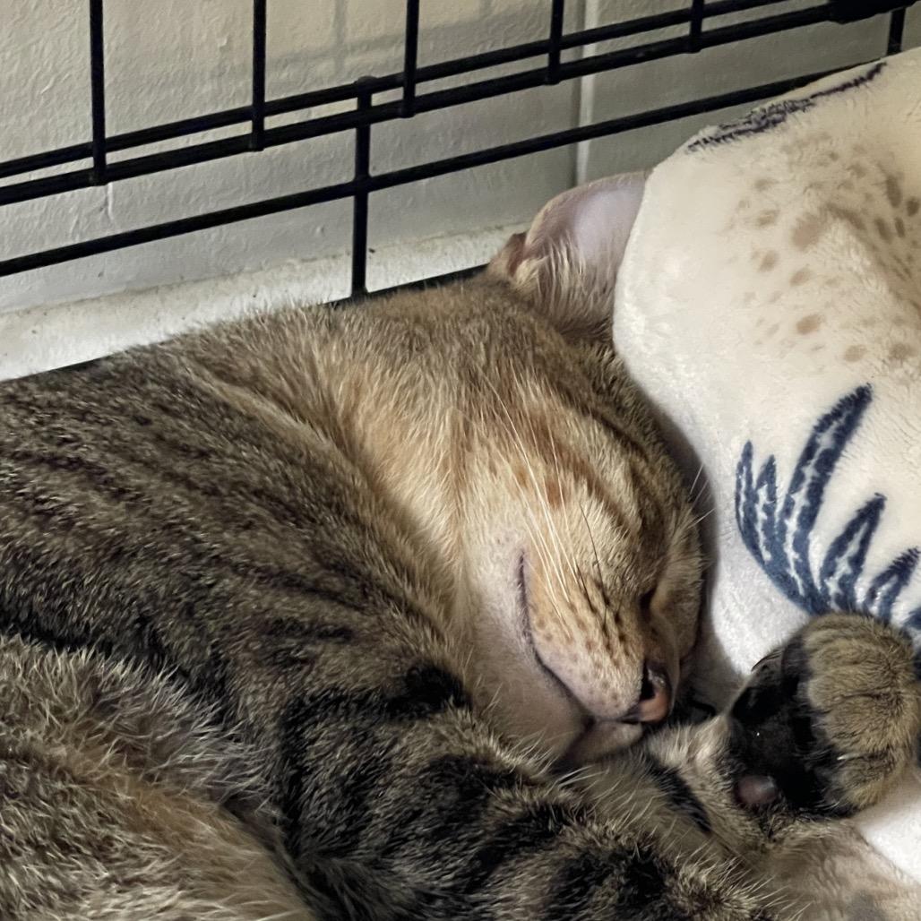 Manu, a Adoptable Domestic Short Hair in Pahoa, HI image 4/6