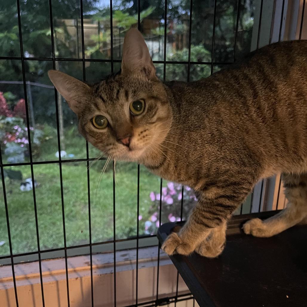 Manu, a Adoptable Domestic Short Hair in Pahoa, HI image 5/6