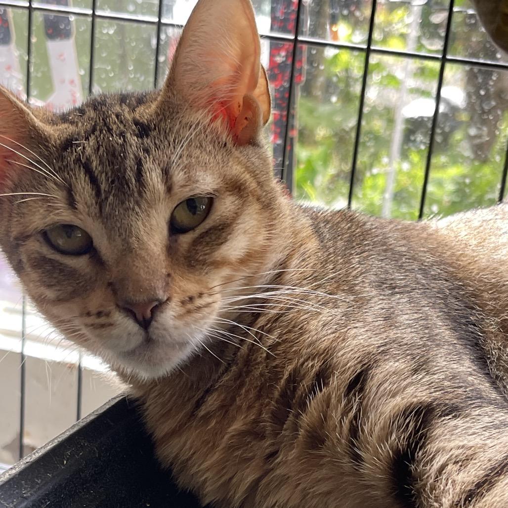 Manu, a Adoptable Domestic Short Hair in Pahoa, HI image 6/6