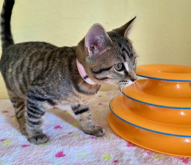 Enlarge Gansito & Fresa, a Adoptable mixed breed in Portland, OR image 4/4