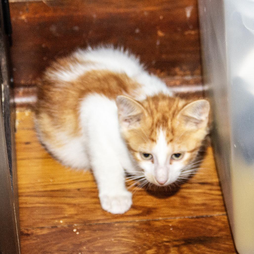 Enlarge Uno, a Adoptable Domestic Short Hair in Wichita, KS image 1/6
