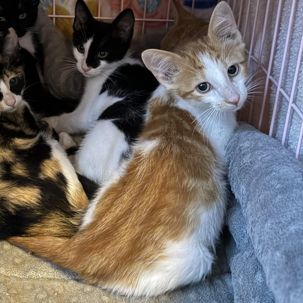 Enlarge Uno, a Adoptable Domestic Short Hair in Wichita, KS image 2/6