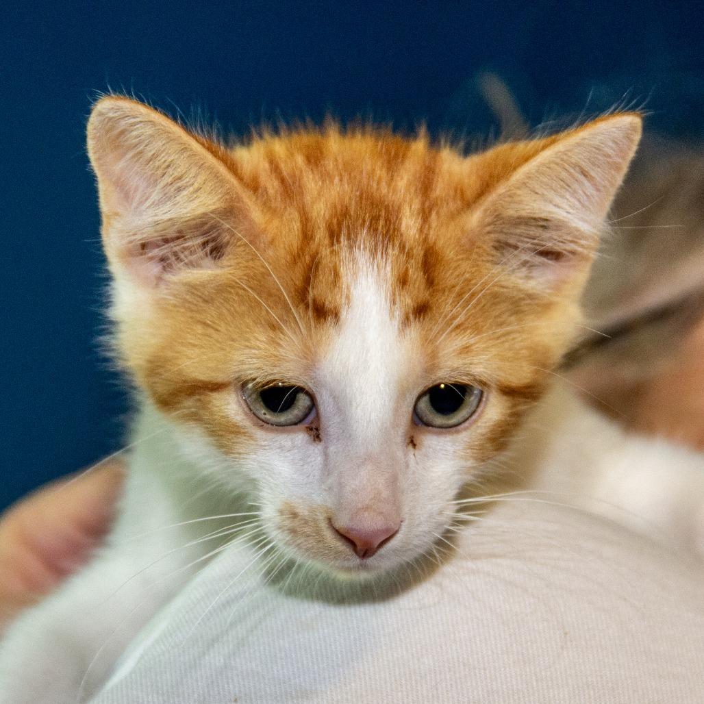 Enlarge Uno, a Adoptable Domestic Short Hair in Wichita, KS image 3/6