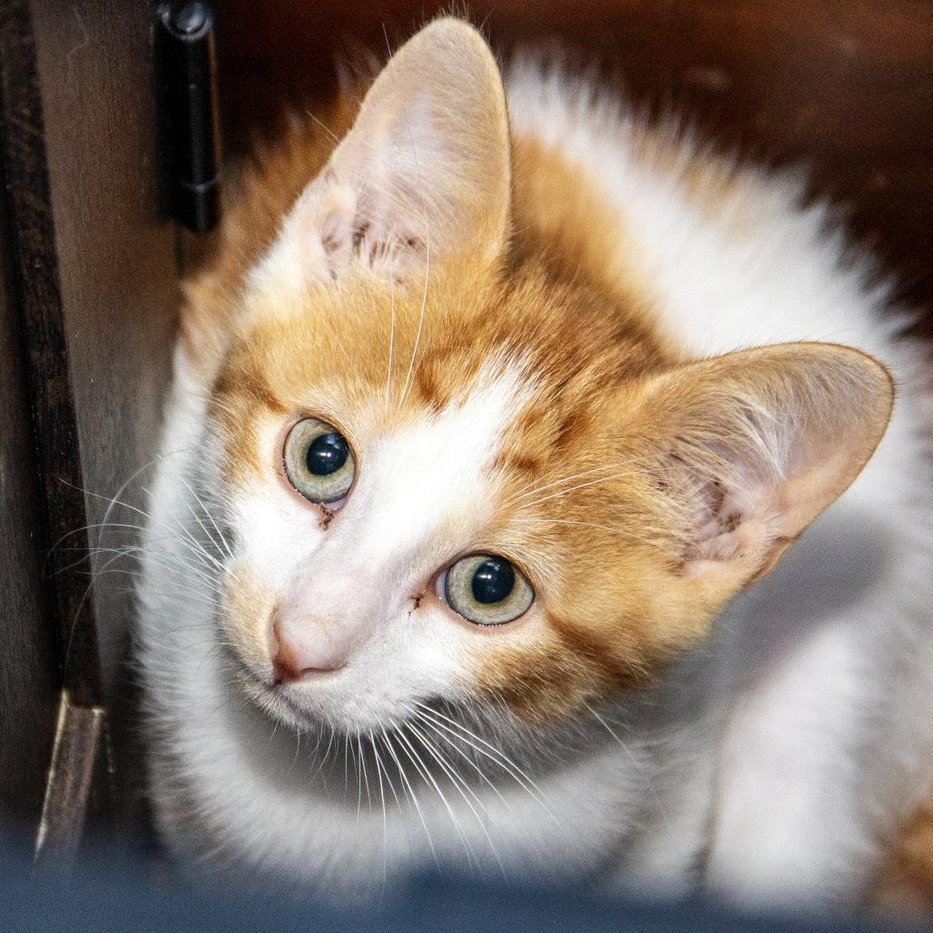 Enlarge Uno, a Adoptable Domestic Short Hair in Wichita, KS image 4/6