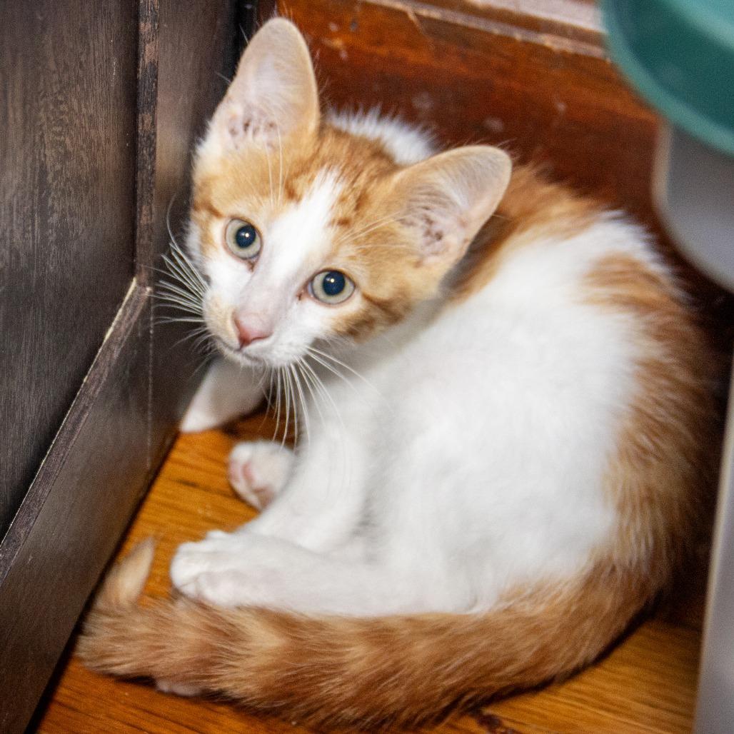 Enlarge Uno, a Adoptable Domestic Short Hair in Wichita, KS image 5/6