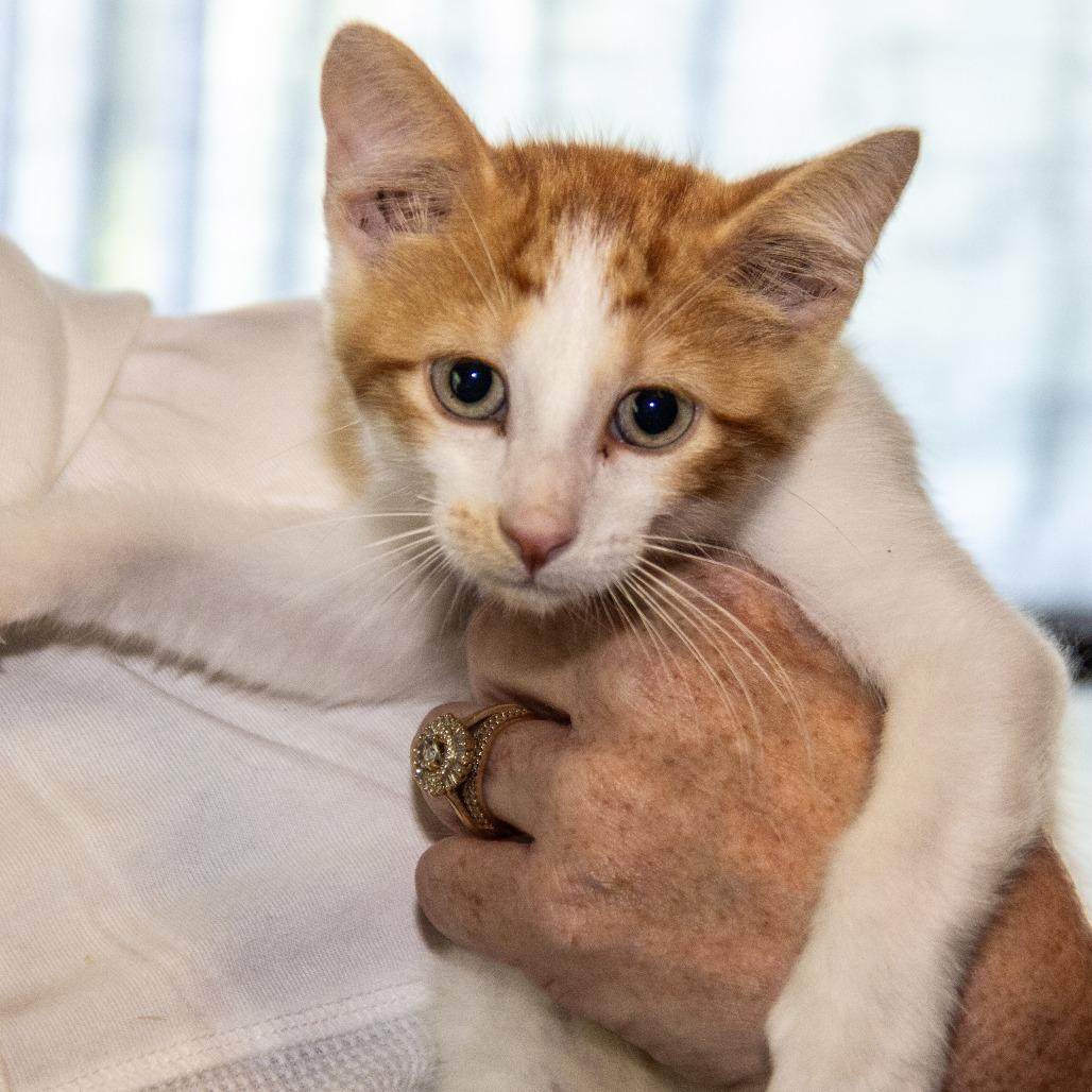 Enlarge Uno, a Adoptable Domestic Short Hair in Wichita, KS image 6/6