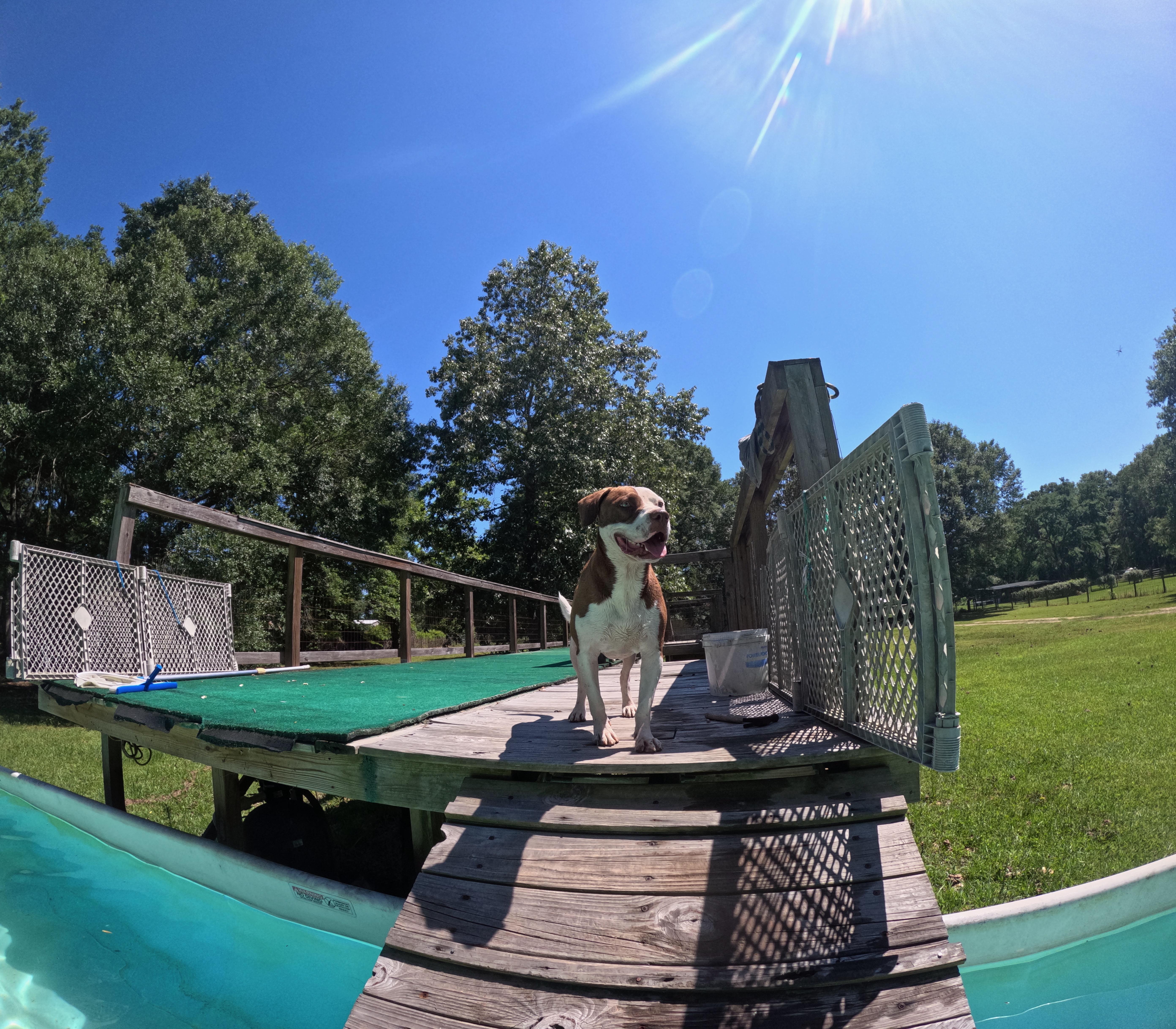 Parker, a Adoptable Pit Bull Terrier in New Caney, TX image 4/4