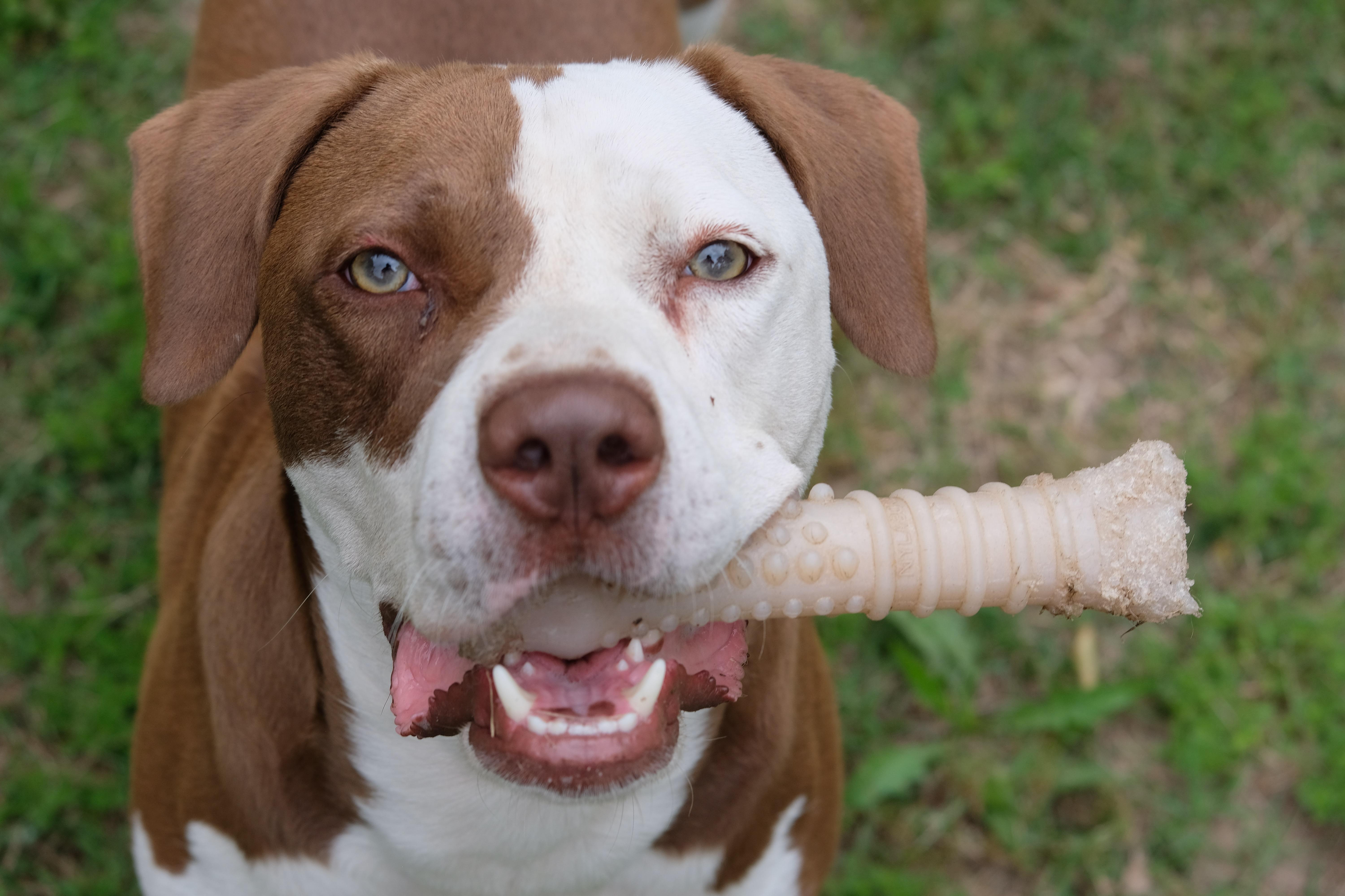 Parker, Adoptable, Young Male Pit Bull Terrier.