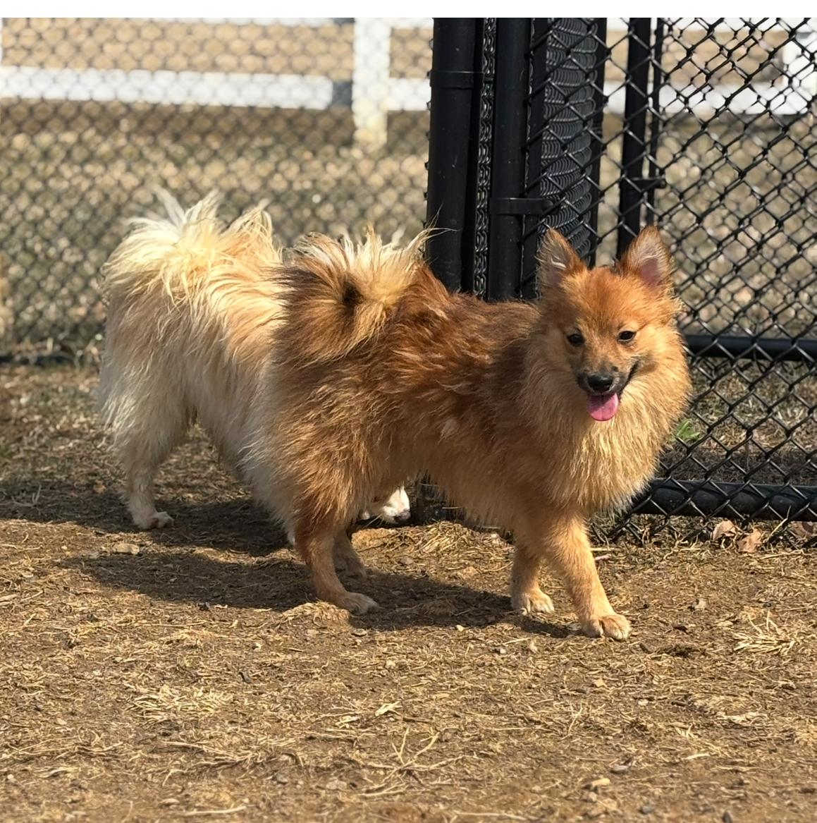 Cooper