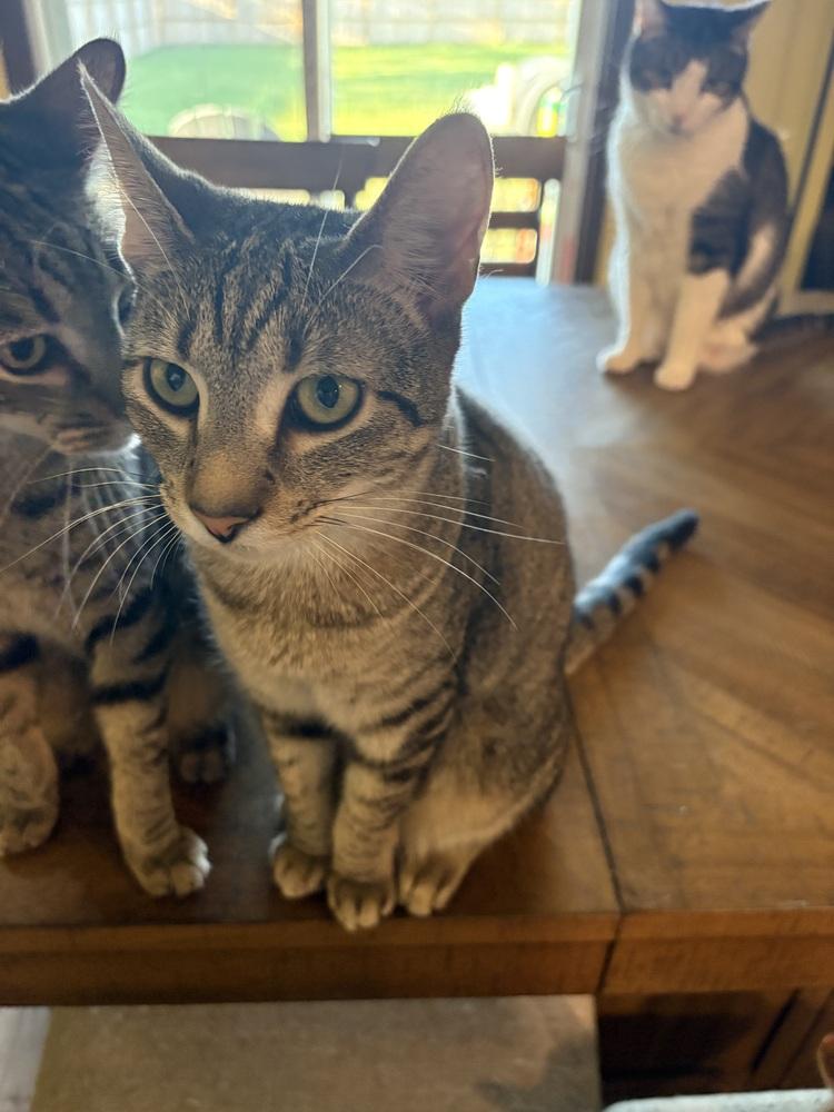 Fruit Salad, Adoptable, Young Female American Shorthair.