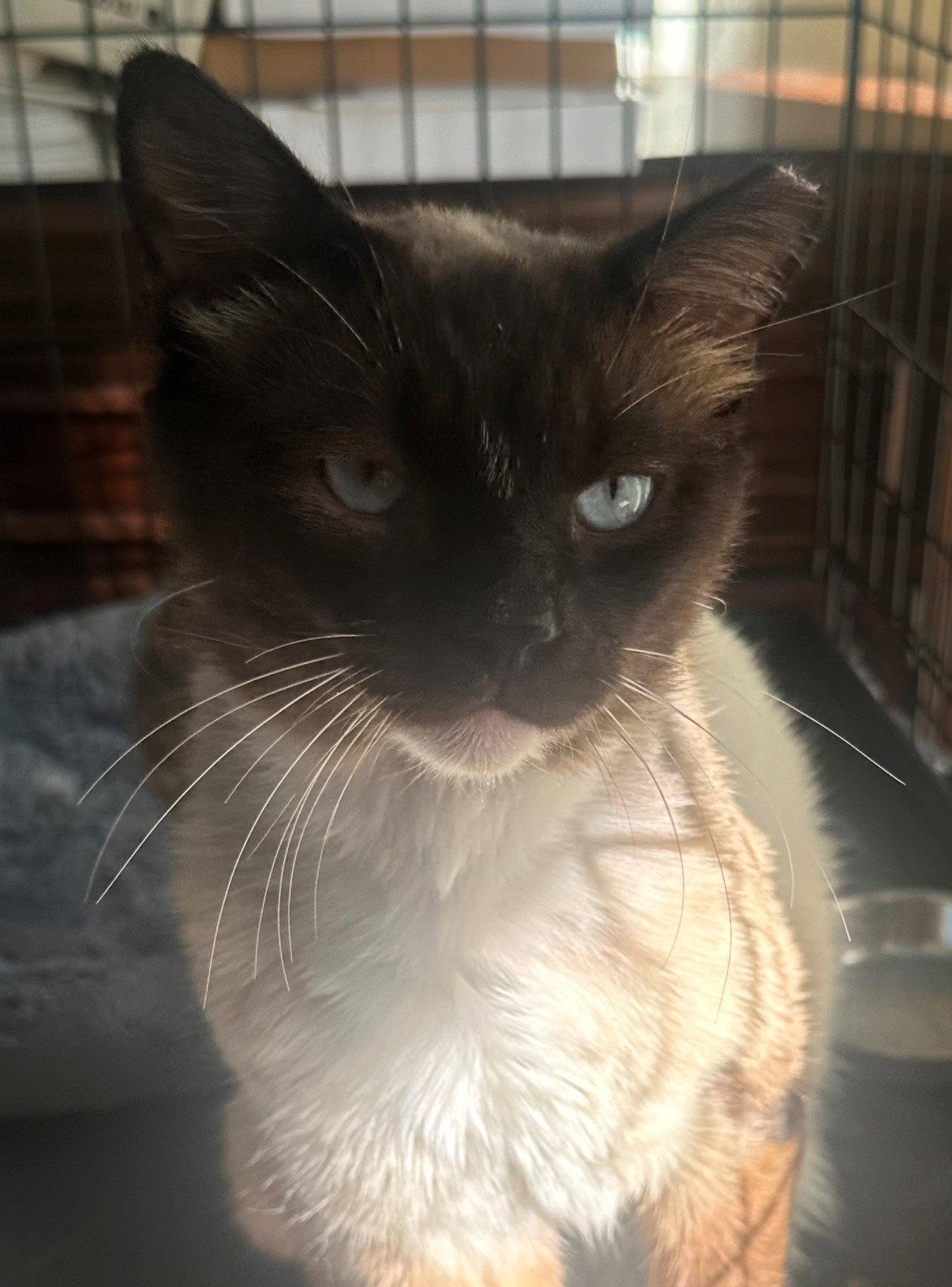 Enlarge Simon, a Adopted mixed breed in Palo Alto, CA image 1/3
