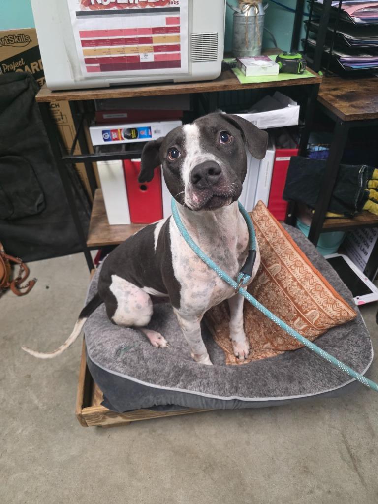 Edgar Allan Poe, Adoptable, Adult Male Mixed Breed.