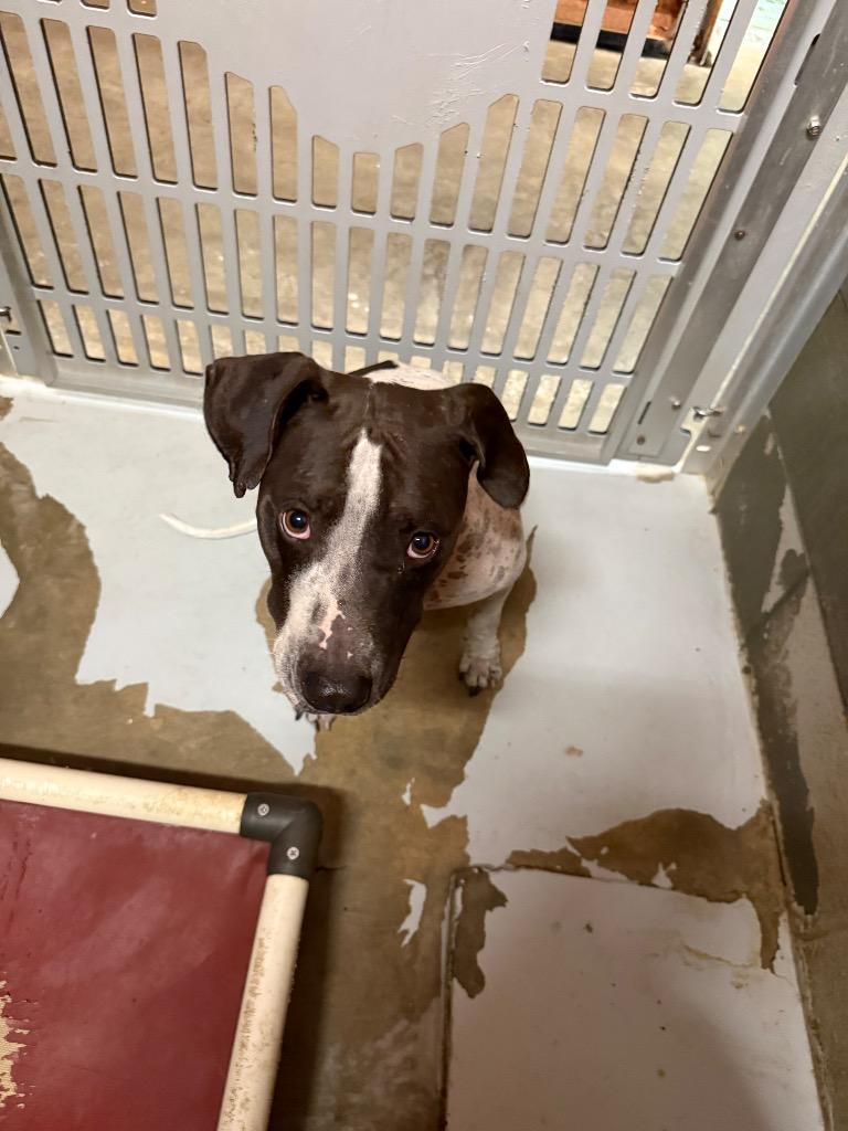 Enlarge Edgar Allan Poe, a Adoptable mixed breed in Rockport, TX image 2/6