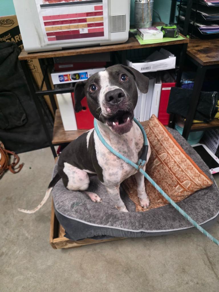 Enlarge Edgar Allan Poe, a Adoptable mixed breed in Rockport, TX image 3/6