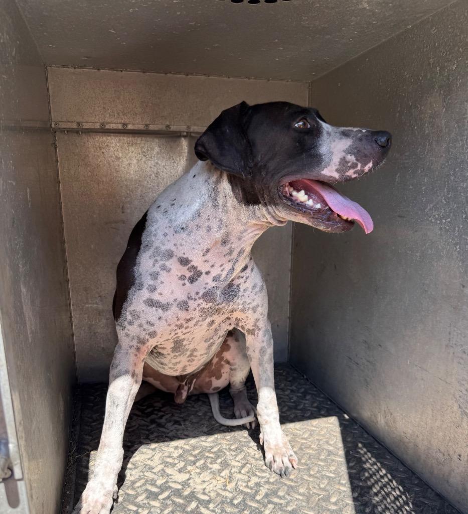 Enlarge Edgar Allan Poe, a Adoptable mixed breed in Rockport, TX image 4/6