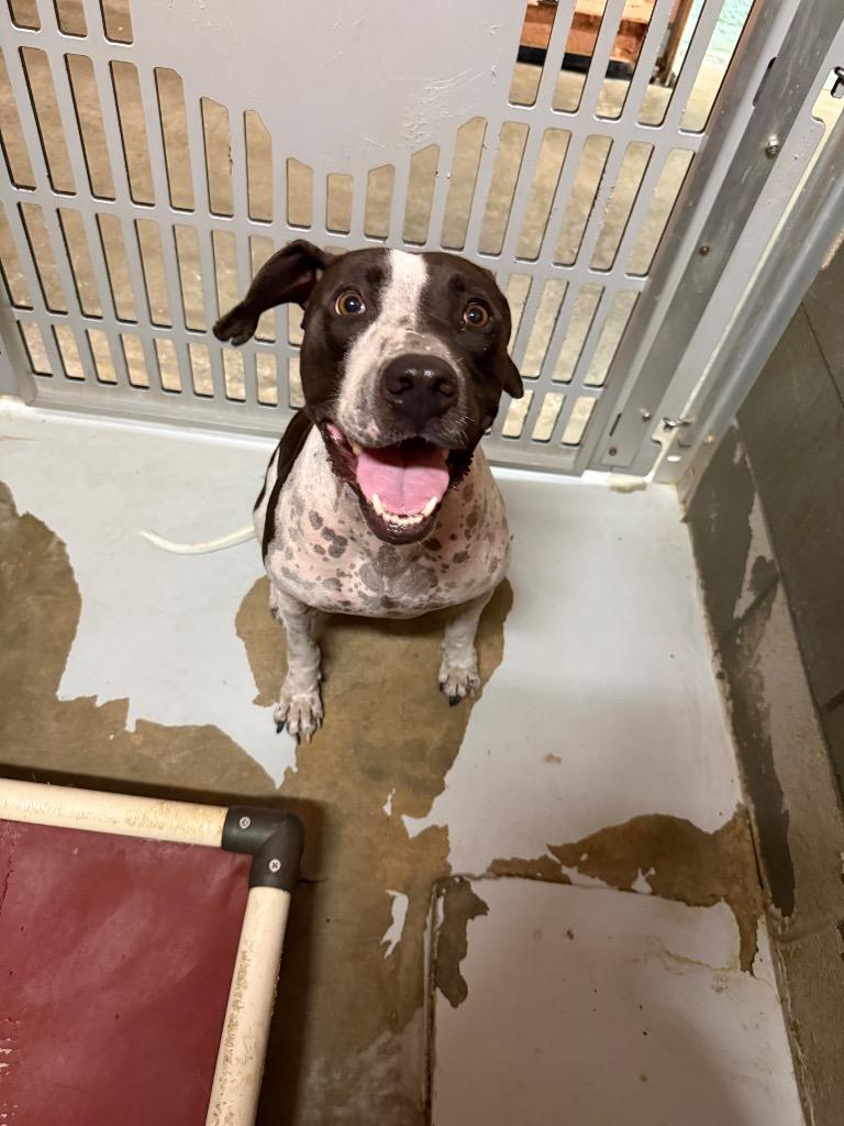 Enlarge Edgar Allan Poe, a Adoptable mixed breed in Rockport, TX image 5/6