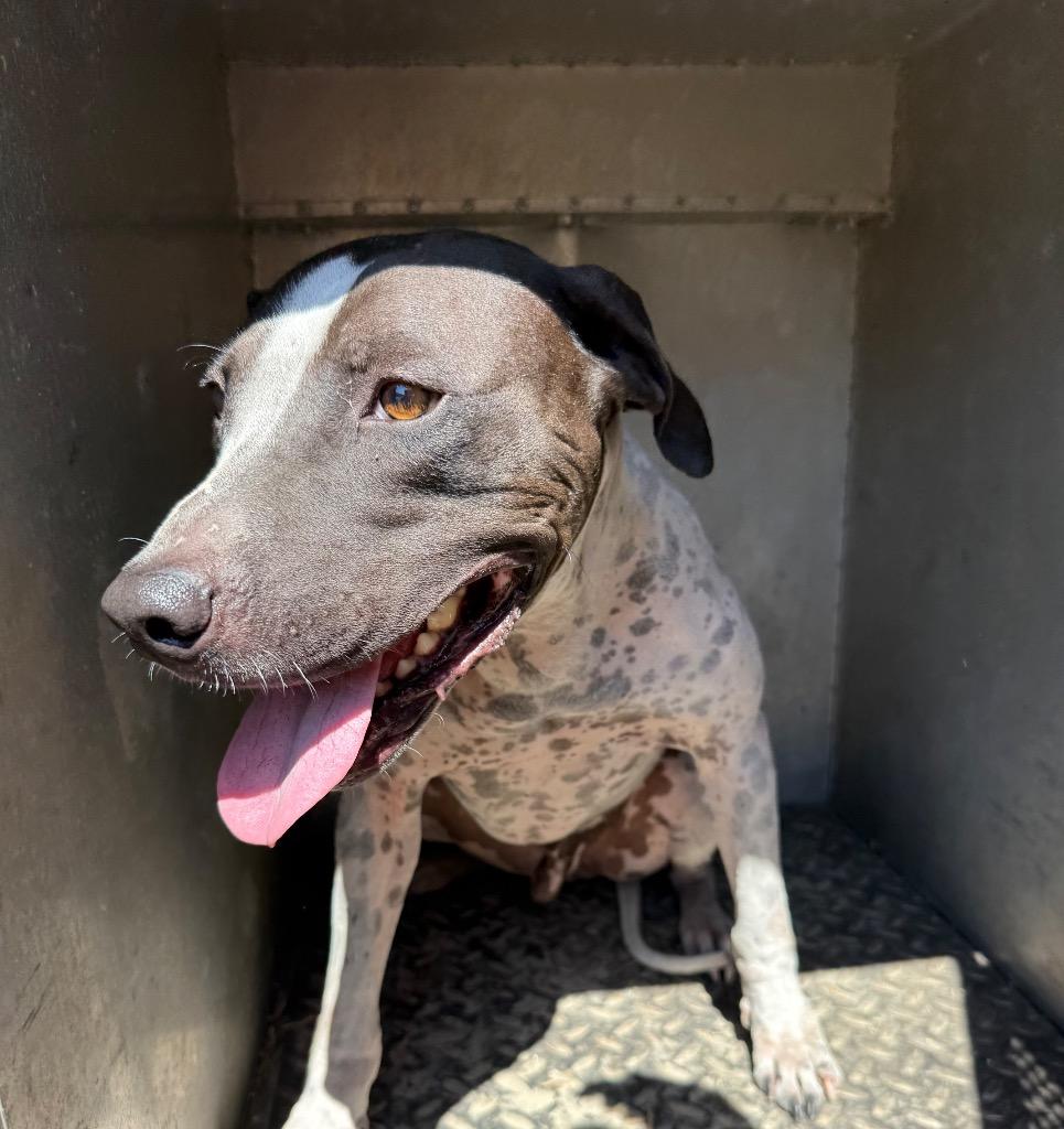 Enlarge Edgar Allan Poe, a Adoptable mixed breed in Rockport, TX image 6/6