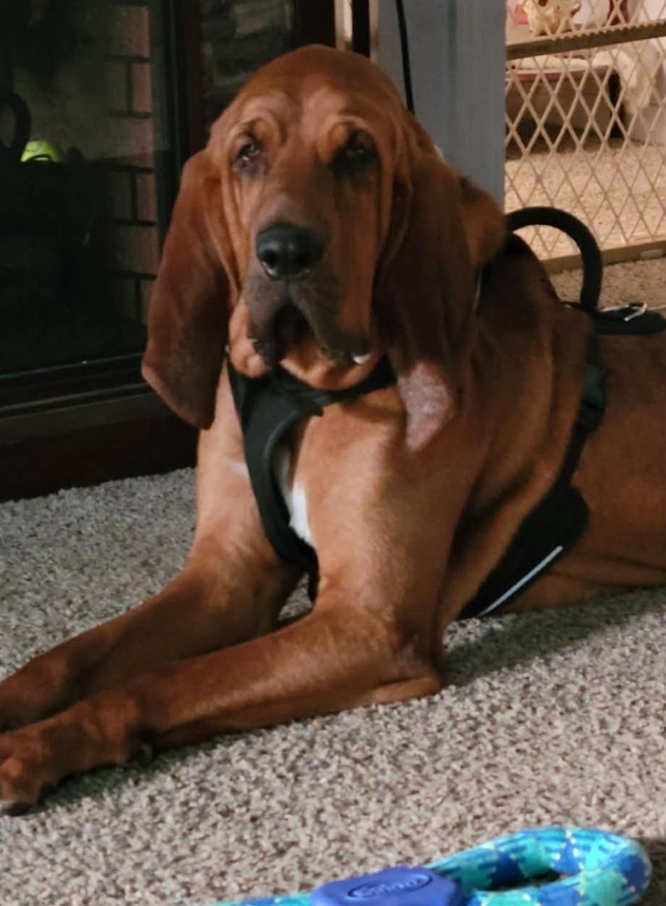 Captain Cap, ADOPTABLE, Adult Male Bloodhound.