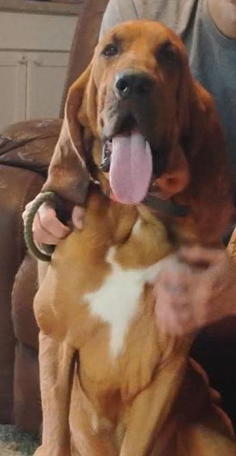 Enlarge Captain Cap, a ADOPTABLE Bloodhound in Battle Creek, MI image 2/2